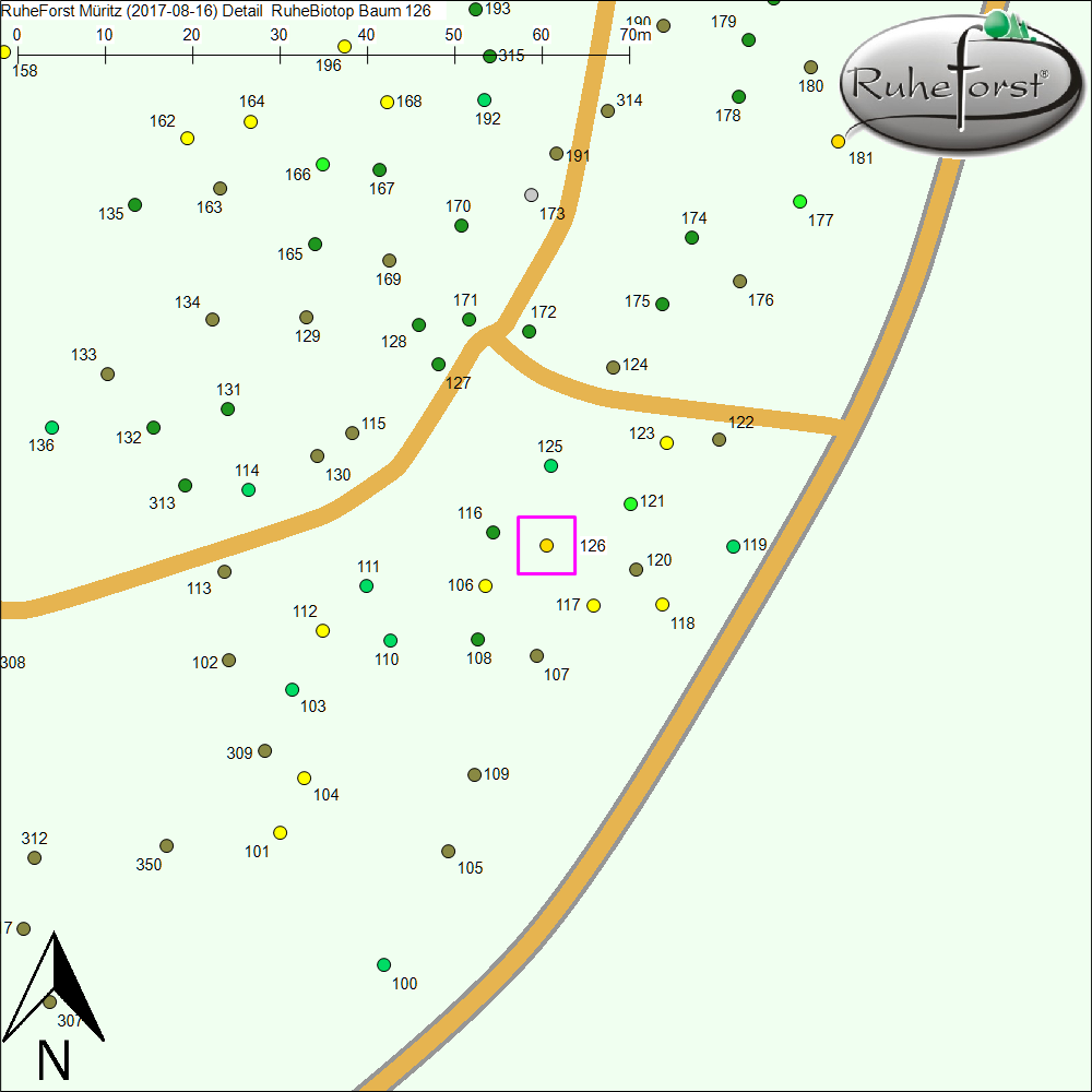 Detailkarte zu Baum 126