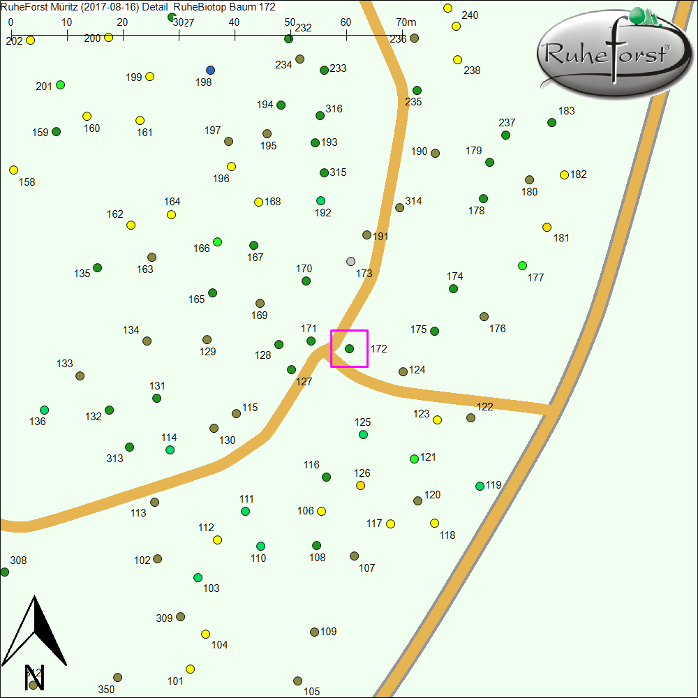 Detailkarte zu Baum 172