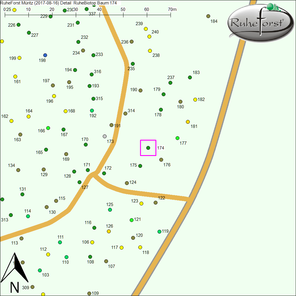 Detailkarte zu Baum 174