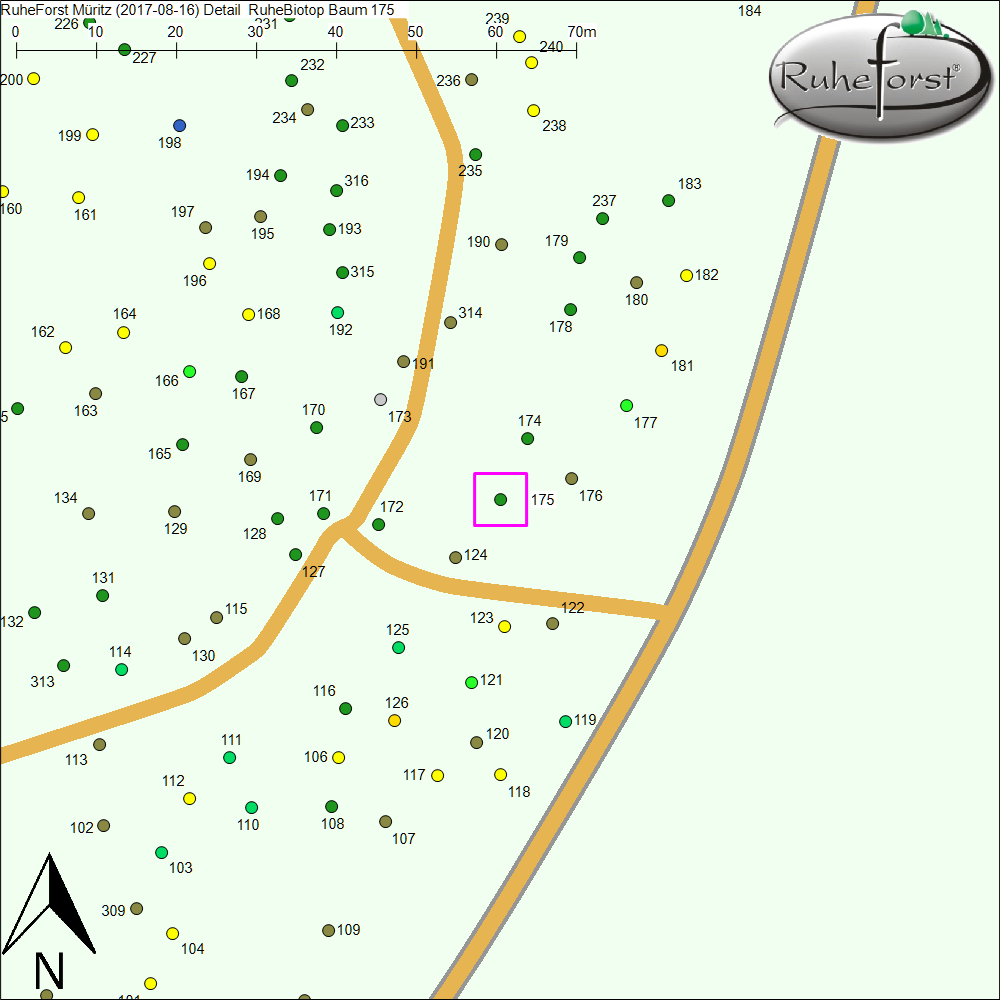 Detailkarte zu Baum 175