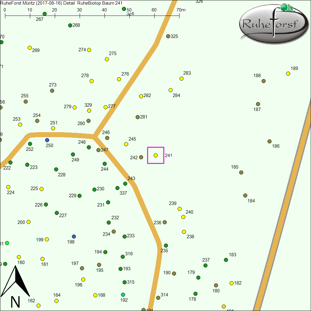 Detailkarte zu Baum 241