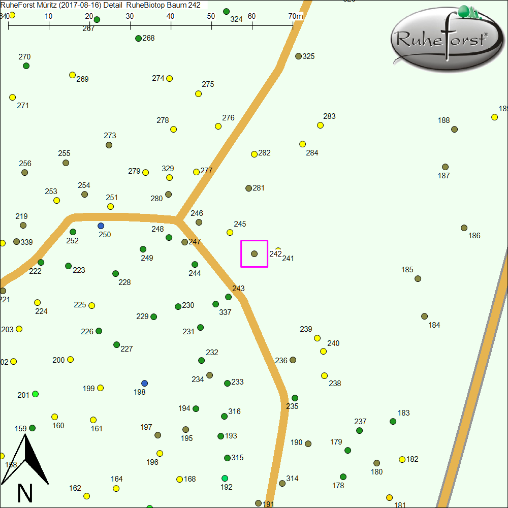 Detailkarte zu Baum 242