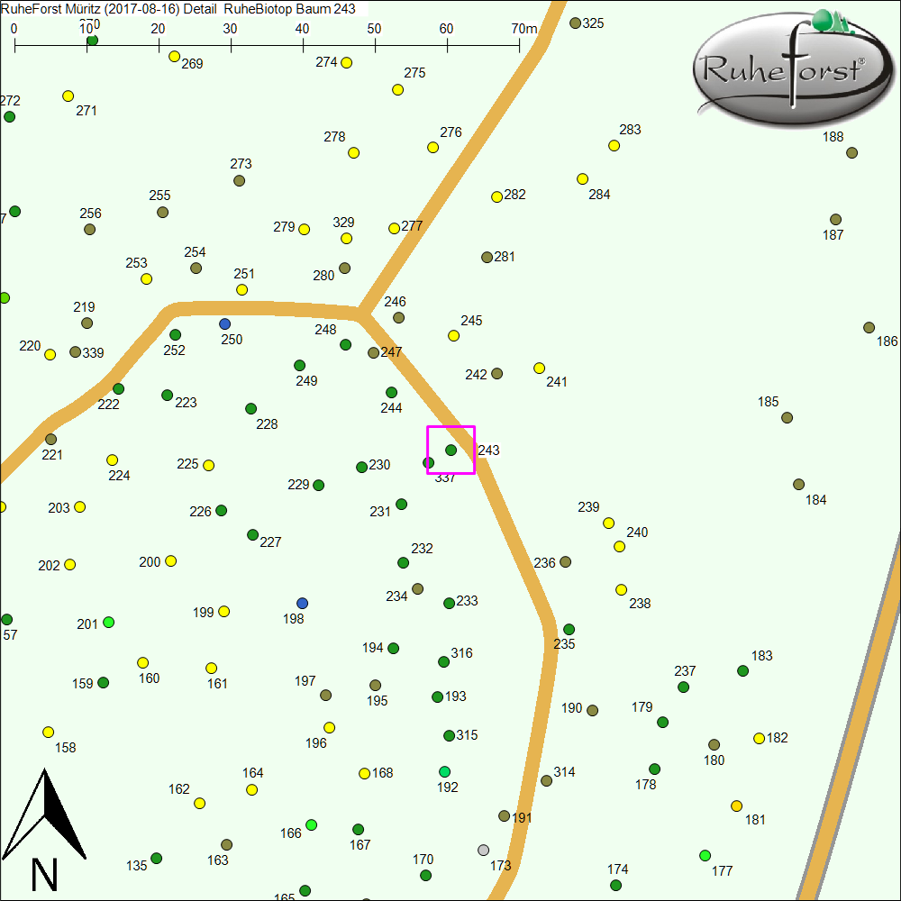 Detailkarte zu Baum 243