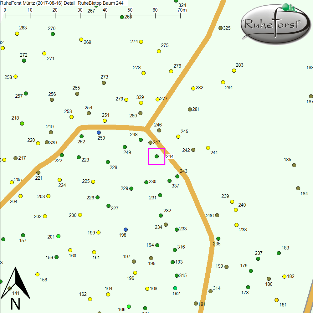 Detailkarte zu Baum 244