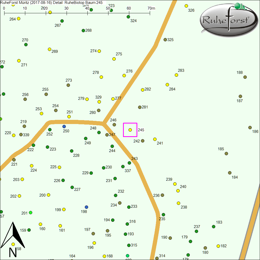 Detailkarte zu Baum 245