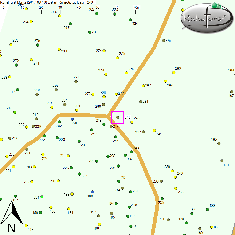 Detailkarte zu Baum 246