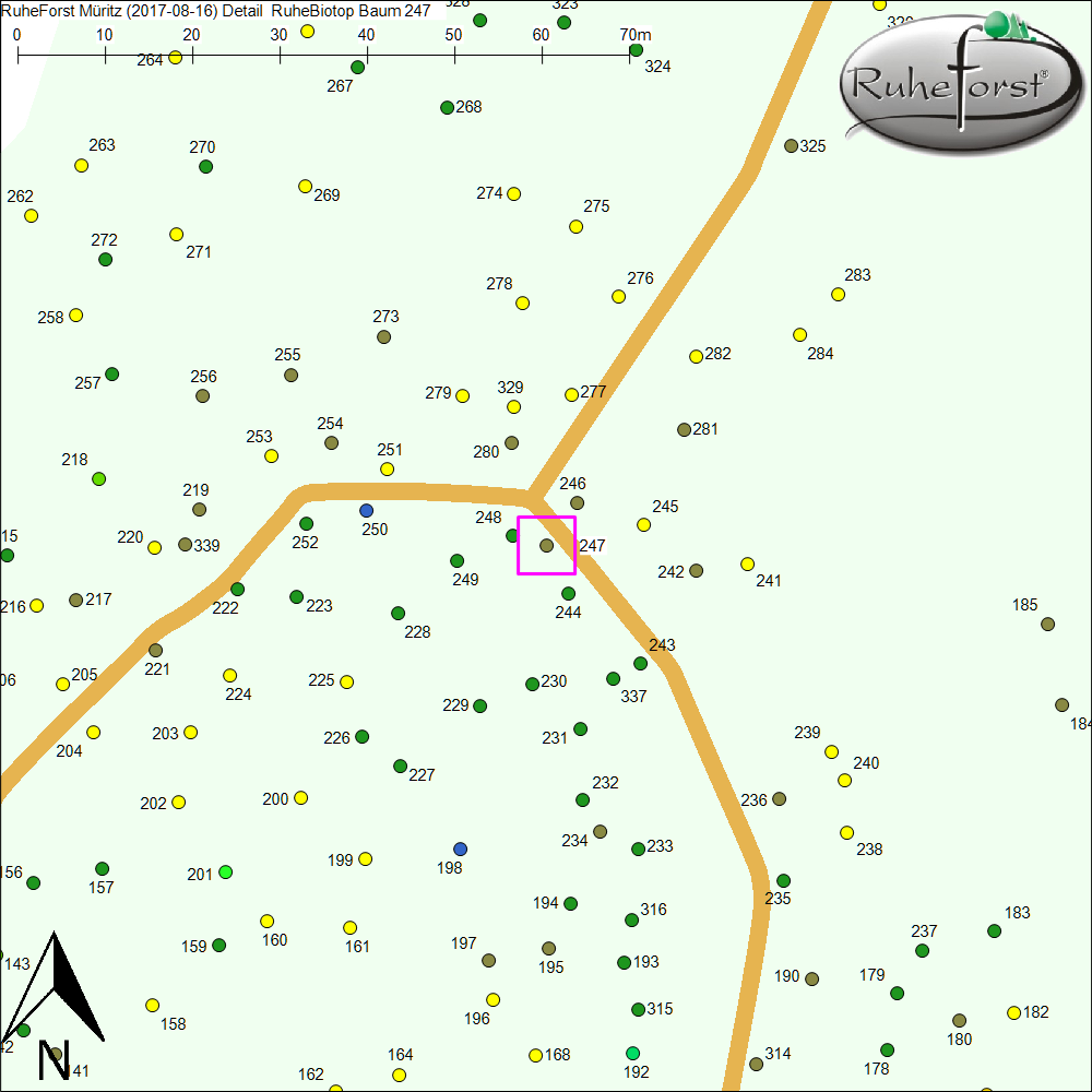 Detailkarte zu Baum 247