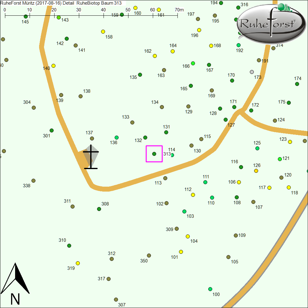 Detailkarte zu Baum 313